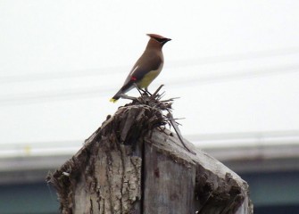 A cedar waxwing sits atop a natural wood perch.