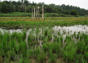 Tall logs installed upright in the wetlands (background) provide birds a place to perch and view the surrounding environment.