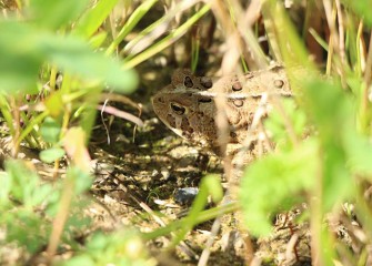 American toads live in and around Geddes Brook wetlands. They are mostly nocturnal, hiding daytime and coming out at night to feed.