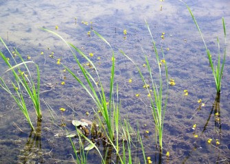 Bladderwort, a free-floating carnivorous aquatic plant, produces yellow flowers.
