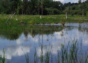 According to the U.S. Environmental Protection Agency, “wetlands provide values that no other ecosystem can, including natural water quality improvement [and] flood protection.”
