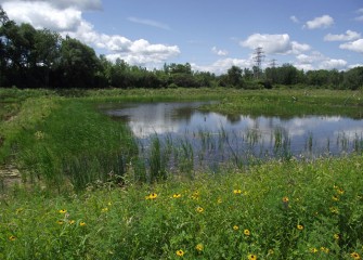 Seventeen acres at Geddes Brook wetlands have been transformed by removing contaminated soil and planting 50,000 native shrubs, flowers and trees.