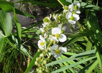 Broadleaf arrowhead, a native plant with white flowers, also grows tubers that are edible. It has sometimes been called swamp potato.
