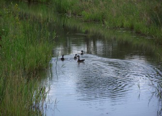 A female wood duck swims with her young in a shallow channel near the west bank of the wetlands.