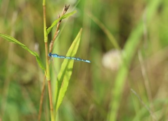 Damselflies fold their more delicate wings back when they land, as opposed to dragonflies, which leave them open.