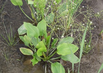 The native American water plantain, here in bloom, reproduces by seeds that also serve as a food source for waterfowl and other birds.