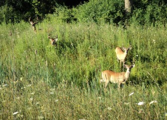 Male whitetail deer near the edge of the wetlands. Bucks often congregate in summer before the start of breeding season.