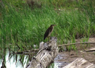 This juvenile green heron still retains the brown color and some of the streaking that camouflages young birds in their nests.