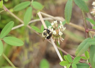 A bumble bee drinks nectar from a white clover flower. Bumble bees are important to the environment as pollinators, assisting in plant reproduction.