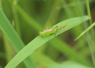 A slender meadow katydid blends in with its surroundings. Katydids, primarily nocturnal, excel at camouflaging themselves daytime.