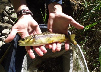 As part of monitoring Geddes Brook wetlands, fish, such as this brown trout, are caught and released, checking size, abundance and health.