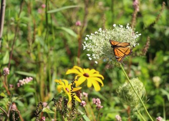 A monarch butterfly stops on a Queen Anne’s lace flower. Later fall monarchs migrate thousands of miles south to their winter grounds.