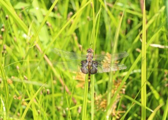 Black saddlebag dragonflies belong to a group called the “skimmers” because they tend to fly low over water.