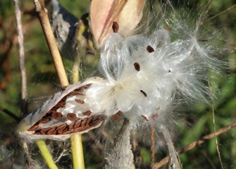 Monarch butterfly larvae feed exclusively on milkweed, seen here seeding.