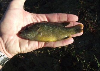 Green sunfish are well adapted to shallow waters, where they spawn from May through August.