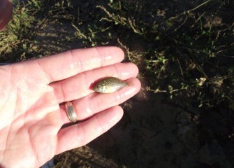 A juvenile common sunfish. Sunfish are known for building “nests” in mud, where males aggressively protect fertilized eggs and newly hatched young.