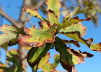 Oak trees live hundreds of years. This swamp white oak could live 350 years, producing acorns and providing shade and habitat for wildlife.