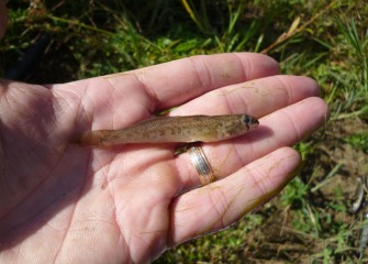 The tessellated darter’s fins are not very efficient for swimming, so it prefers quieter waters such as the pond where it can “dart” along the bottom from spot to spot.