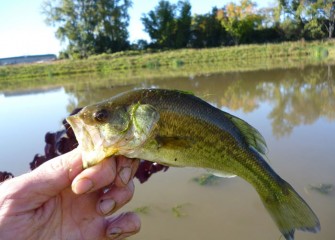 Largemouth bass, prized game fish, are found in a variety of aquatic environments but prefer quiet waters with places to hide.