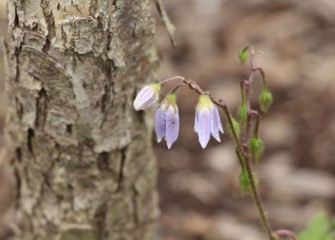 Carolina horsenettle, a native plant, blooms near a swamp white oak tree. After flowering, horsenettle produces small yellow fruits eaten by some wildlife.