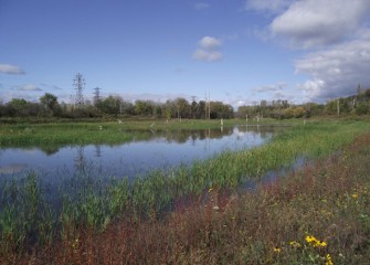 More than 50 species of fish, birds, and mammals have already returned to restored wetlands and nearby areas.