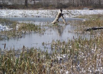 Cattails and other emergent species provide important underwater habitat for invertebrates, which in turn serve as food for fish and waterfowl.