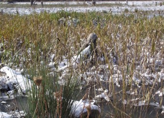 Soft stem bulrush (left foreground) is a native species that provides important cover for nesting birds in season and muskrats, for example.