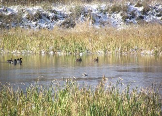 Mallards swim in calm waters.