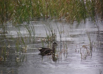 The shy American black duck experienced a significant decline in the mid-twentieth century due to habitat loss, but its numbers are now stable.