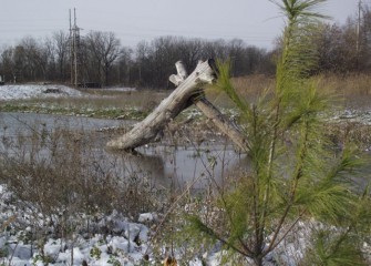 A recently planted eastern white pine (foreground) retains its long green needles approaching winter. Bald eagles are known to nest near the top of mature white pines, which are the tallest evergreens in eastern forests.