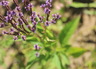 The native perennial blue vervain is known for traditional medicinal qualities, and produces attractive purple-blue flowers late summer.