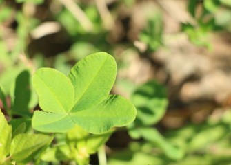 White clover leaves normally consist of three leaflets; a four-leaf clover is a lucky find according to tradition.