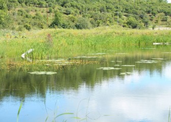 Water lilies, and bladderwort in bloom (yellow), float on the water’s surface.