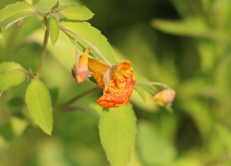 Jewelweed, a native plant, is nicknamed “touch-me-not” because the fruit that later develops explodes open when touched, releasing its seeds.