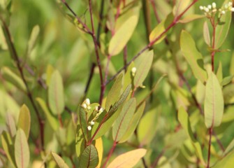 Indian hemp has historically been a source of fiber for rope, baskets, nets and other items. The long silky fibers inside the stems are harvested in fall.