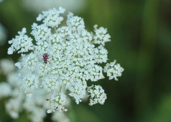 Ladybugs are small spotted beetles beneficial to the habitat as natural predators of aphids and other pest insects. This one is foraging on Queen Anne’s lace.