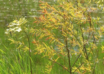 A sassafrass tree (left) and black willow (right) shimmer in the breeze at the Geddes Brook wetlands.