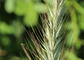 The native Virginia wild rye thrives along the banks of Nine Mile Creek; its seeds are a nutritious food source for birds and wildlife.