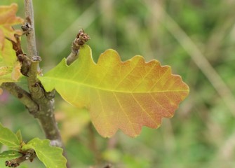 A swamp white oak’s leaves begin to turn yellow and reddish for fall.