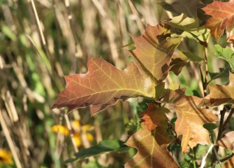 The leaves of a northern red oak planted last year along Nine Mile Creek begin to turn red for fall. The red oak will stand 60 to 90 feet tall at maturity.