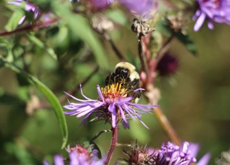 The native New England aster, which blooms from August to October, is an excellent source of nectar and pollen for bees and butterflies.