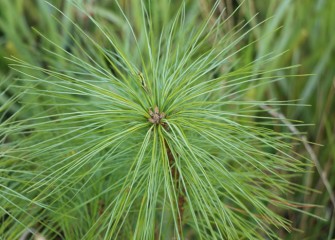 A grasshopper hides among the needles of this white pine.