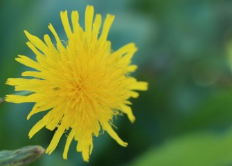 Dandelions have a long flowering season, lasting into fall.