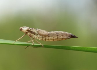 Dragonflies spend most of their lives in water as nymphs before growing wings, shedding their skin - seen here - and becoming adults.