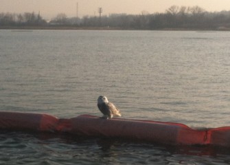 A snowy owl is spotted on the silt curtain.