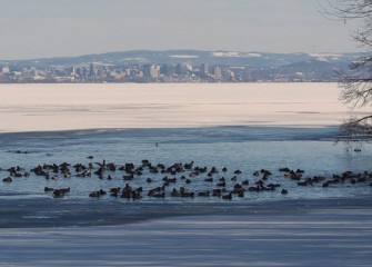 "Winter Refuge" Photo by Tom Lloyd