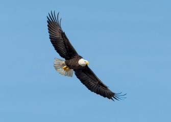 "Pride" Photo by Greg Craybas