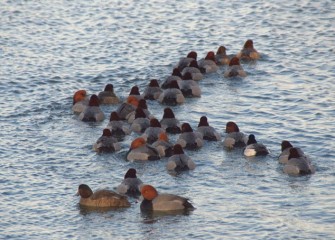 "Redhead Ribbon + 1" Photo by Cheryl Lloyd