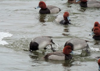 "Redheads Diving for Food" Photo by Suzanne Ray