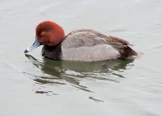 "Redhead Male" Photo by Suzanne Ray